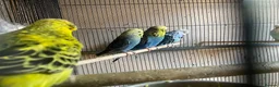 Budgerigars birds for sale: Young budgies for sale - Advert 3
