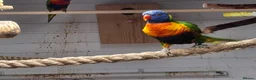 Lorikeets birds for sale: Rainbow Lorikeets for sale in Mansfield - Advert 3