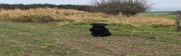 Labrador Retriever dogs for sale: Labrador puppies  - Advert 1