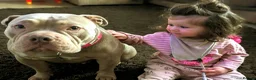 American Bully dogs for sale: 4 year old bully amazing dog  in Congleton - Advert 3