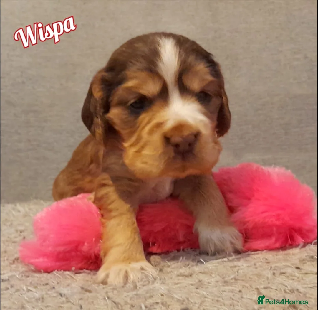 Cocker Spaniel dogs for sale: Stunning litter of Show Cocker Spaniel Puppies - Advert 8