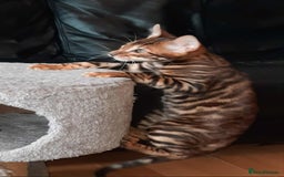 Toyger cats for sale: STUNNING TICA REG, PEDIGREE TOYGER CUBS - Image 10