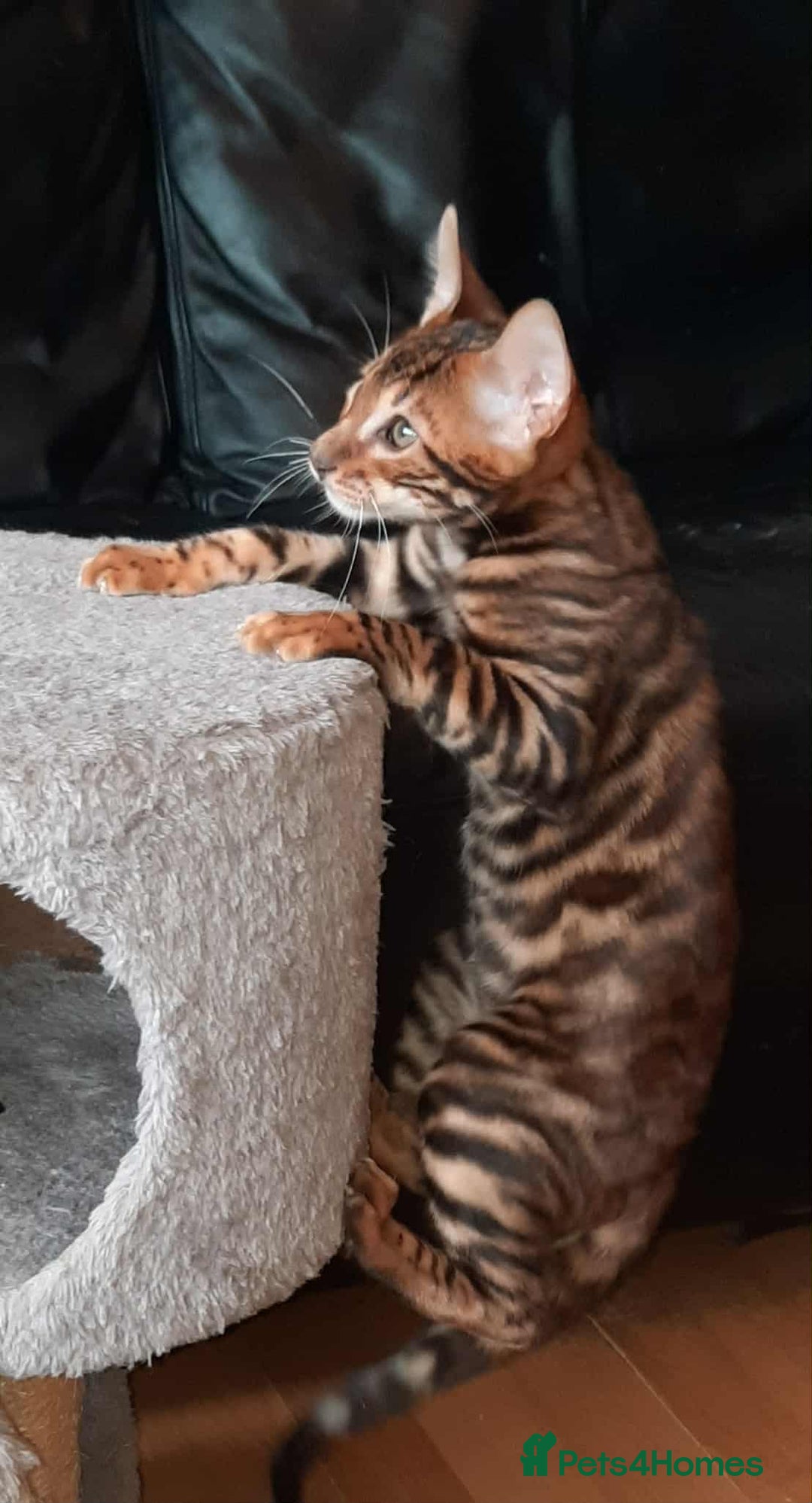 Toyger cats for sale: STUNNING TICA REG, PEDIGREE TOYGER CUBS - Image 10