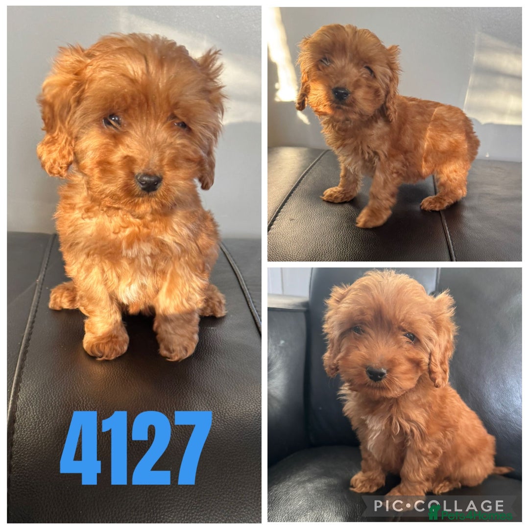 Cockapoo dogs for sale: Beautiful litter of f1 toy cockapoos  - Advert 1