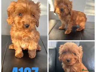 Cockapoo dogs Beautiful litter of f1 toy cockapoos - Advert 6