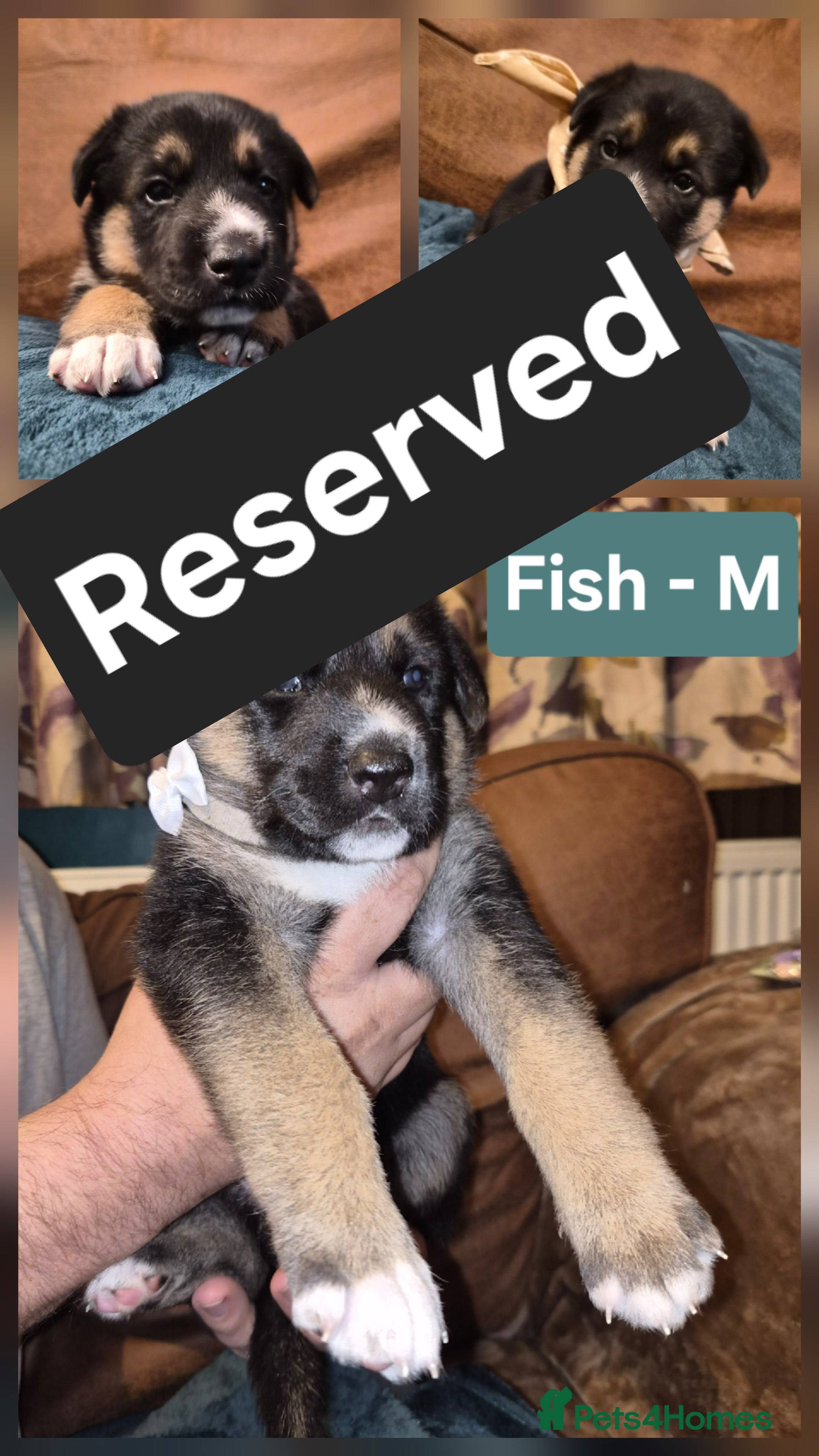 Shepsky dogs Shepskys: Fish, Chips, Mushy and Peas - Advert 2