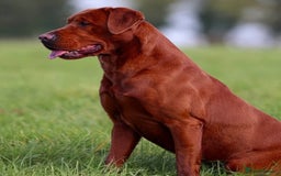 Labrador Retriever dogs for sale: Outstanding dark fox red Lab pups from FTCH lines - Image 8