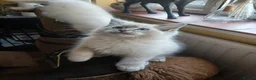 Ragdoll cats for sale: Beautiful brother and sister Ragdoll kittens - Advert 28