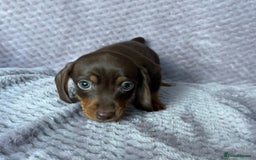 Miniature Dachshund dogs for sale: Kc reg mini dachshunds - Advert 3