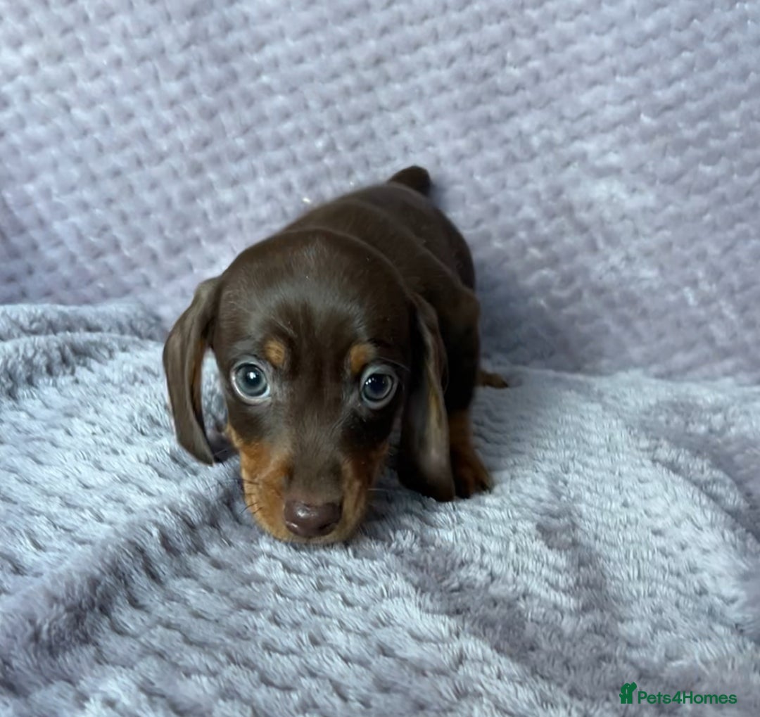Miniature Dachshund dogs for sale: Kc reg mini dachshunds - Advert 3