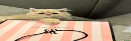 Persian cats for sale: An absolute joy  in York - Advert 2