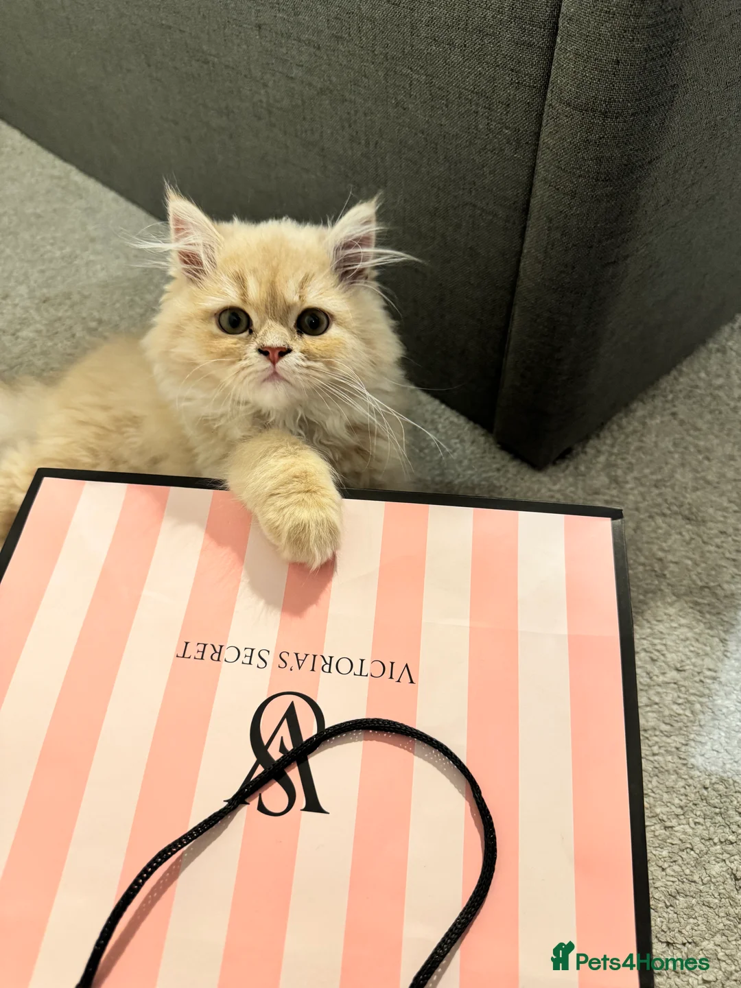 Persian cats for sale: An absolute joy  in York - Advert 2