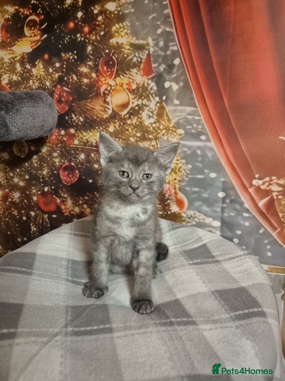 Russian Blue cats for sale: Russian blue x maincoone mix - Advert 6