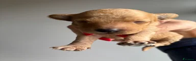 Petal 
