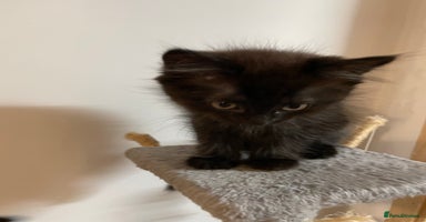 Mixed Breed cats - Advert 2