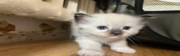 Ragdoll cats for sale: Stunning ragdoll kittens - Advert 37