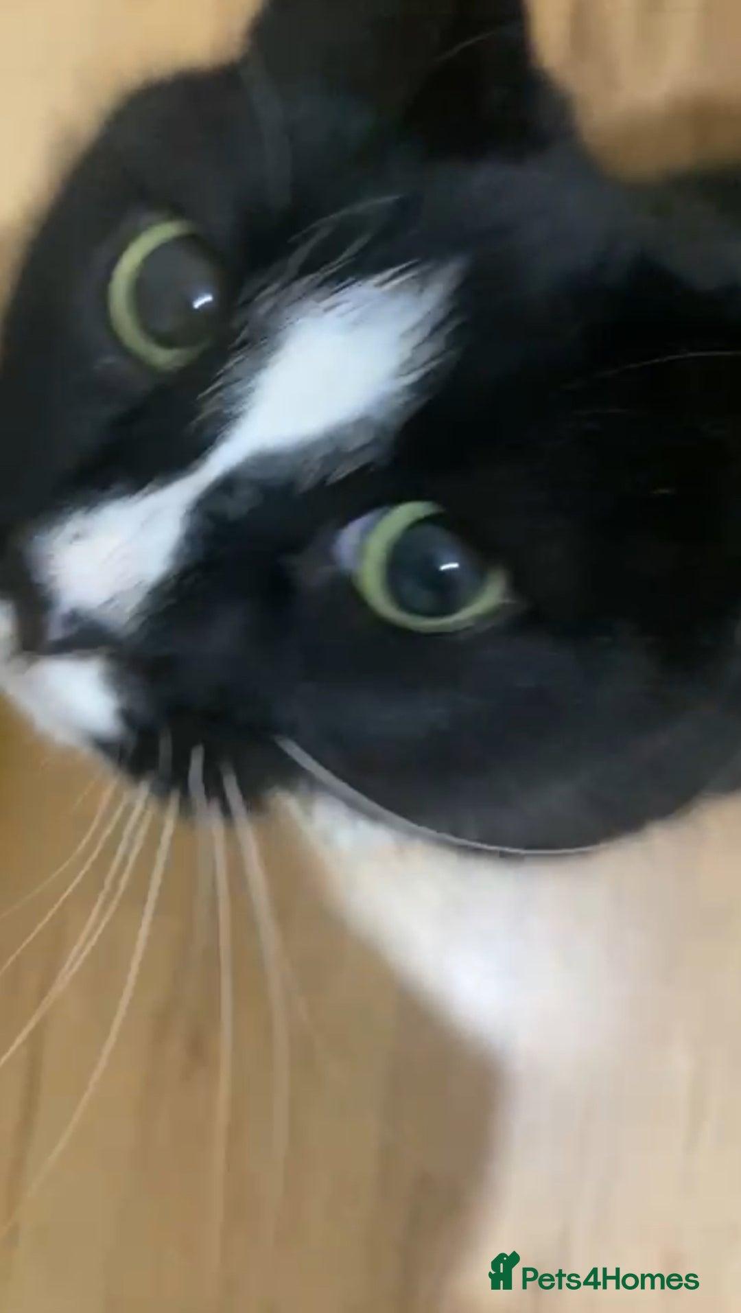 Mixed Breed cats for adoption: Special rescue cat Magda needs a forever home - Advert 3