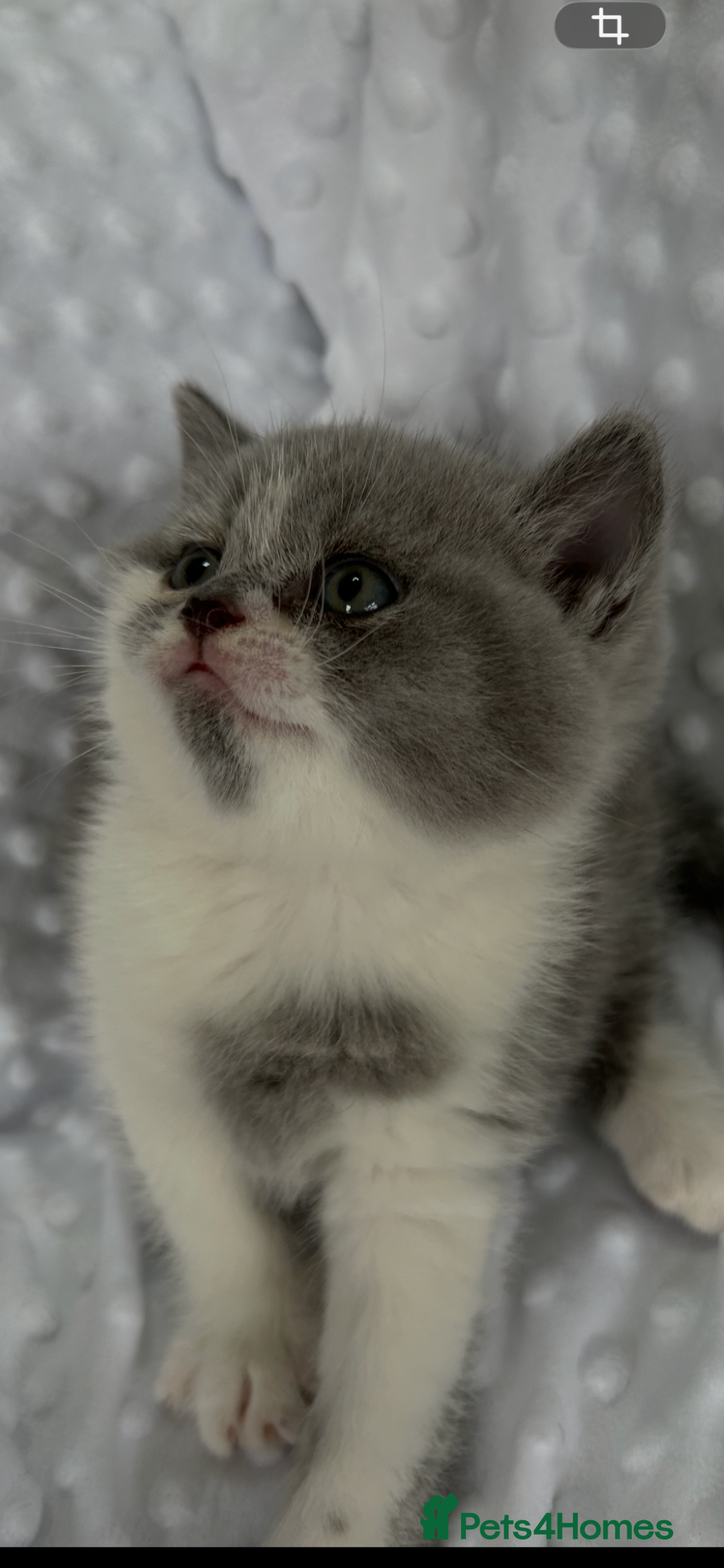 British Shorthair cats BRITISH SHORTHAIR KITTENS (Mother is a show cat) - Advert 5