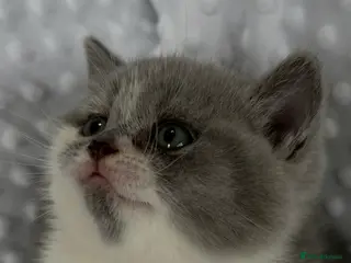 British Shorthair cats BRITISH SHORTHAIR KITTENS (Mother is a show cat) - Advert 5