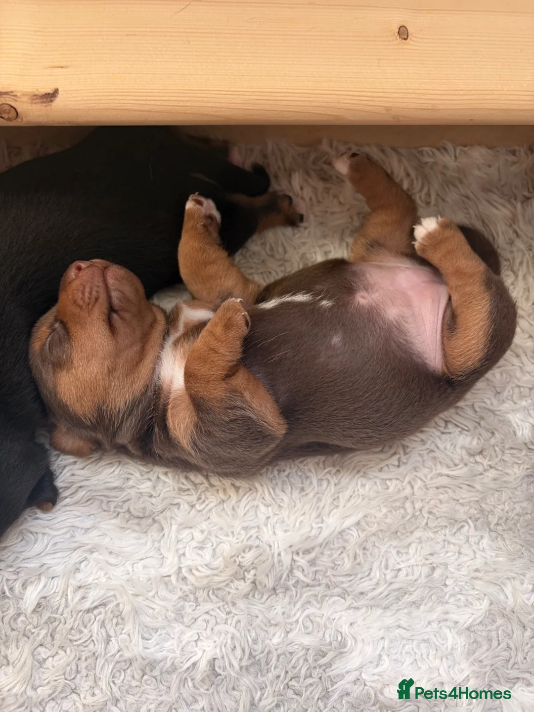 Jack Russell dogs for sale: Miniature Jack Russell puppies  - Advert 2