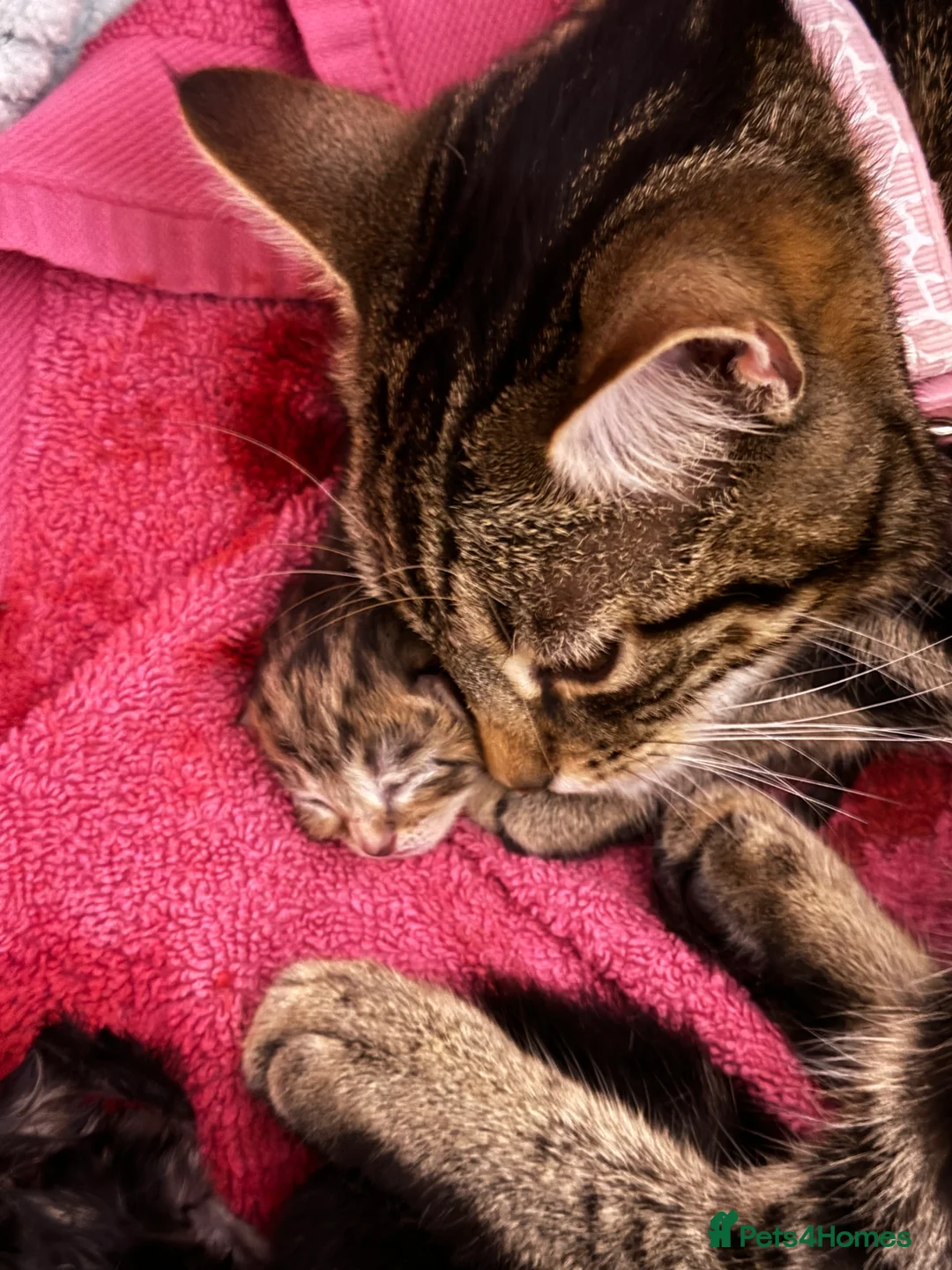 Mixed Breed cats for sale: 9 beautiful fluffy kittens - Advert 7