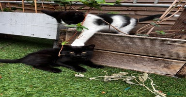 Mixed Breed cats - Advert 7
