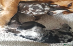 Sprocker dogs for sale: Gorgeous Merle Sprockers.  - Image 4
