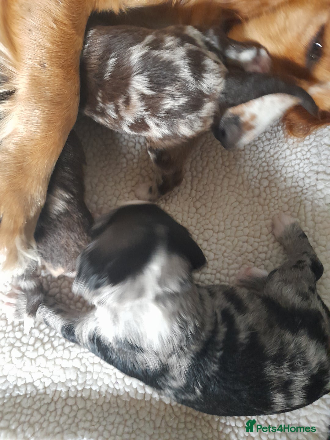 Sprocker dogs for sale: Gorgeous Merle Sprockers.  - Image 4