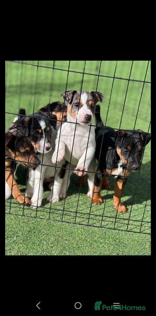 Jack Russell dogs Beautiful jack Russell puppies  - Advert 1