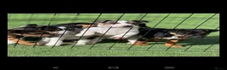 Jack Russell dogs for sale: Beautiful jack Russell puppies  in Burford - Advert 1