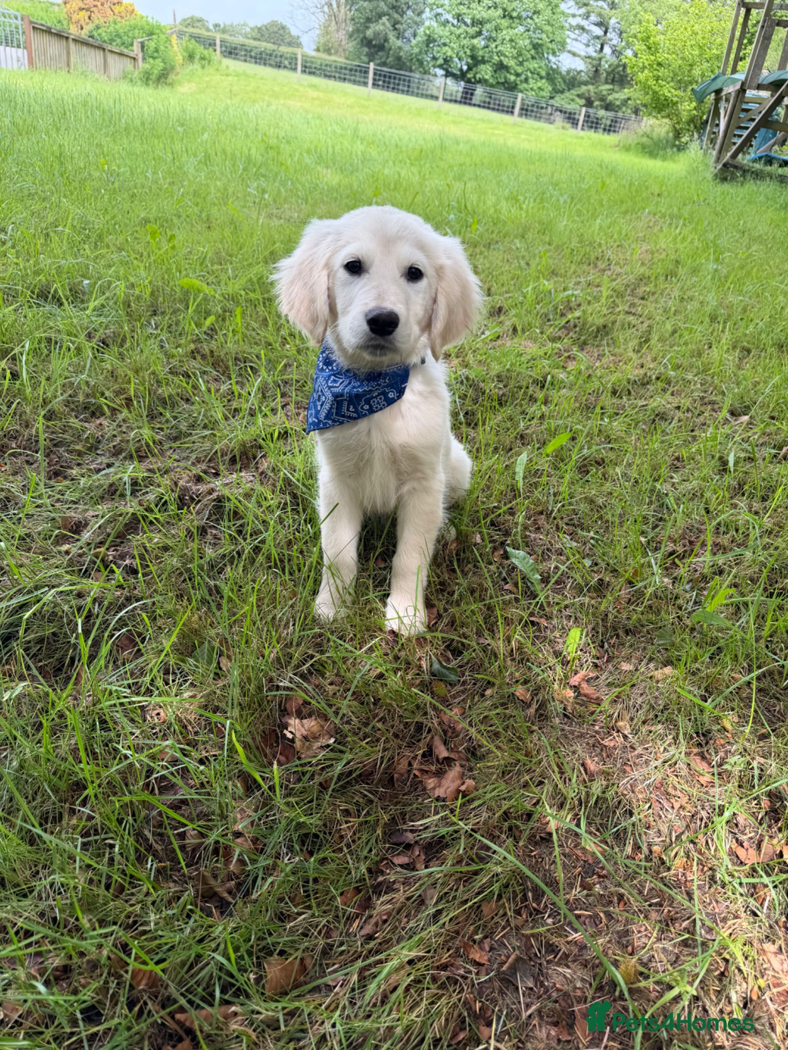 Golden Retriever dogs KC Registered Golden Retriever puppies  - Advert 2