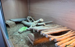 Dragon reptiles for sale: Leatherback Bearded Dragon - Image 10