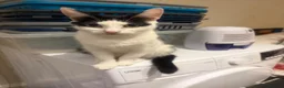 Domestic Shorthair cats for sale: 2 female cat for rehomnig - Advert 1