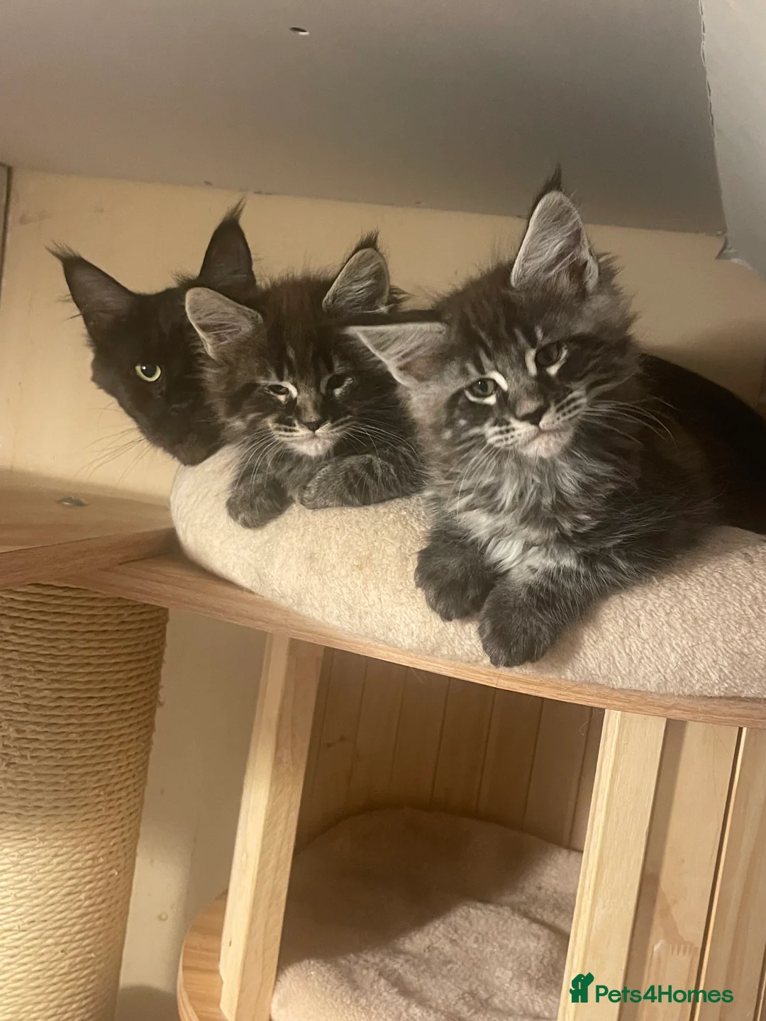 Maine Coon cats for sale: Maine coon - Advert 6