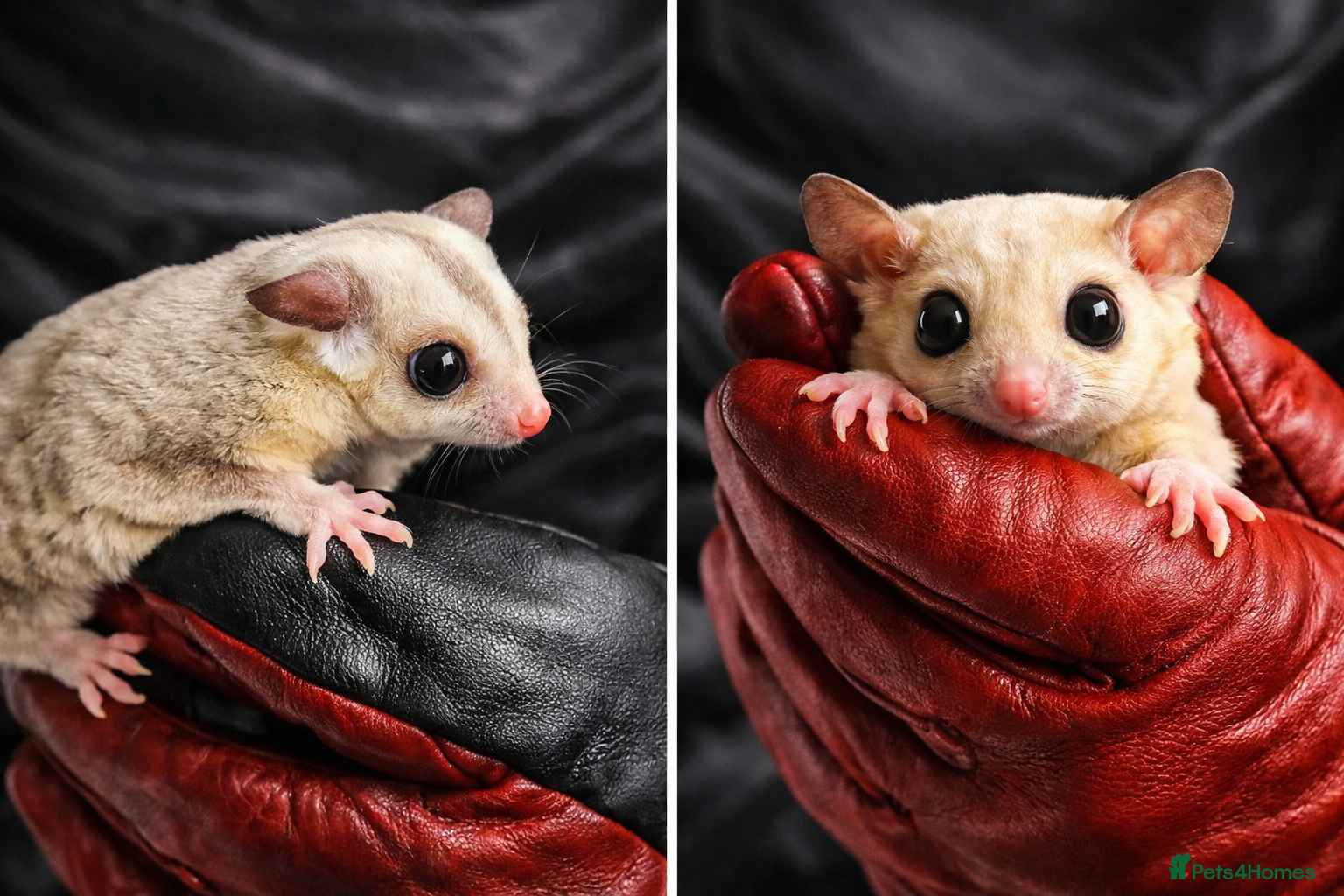 Sugar Glider rodents ✨ EXCEPTIONAL SUGAR GLIDER CLAN  - Advert 2