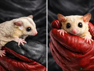 Sugar Glider rodents ✨ EXCEPTIONAL SUGAR GLIDER CLAN - Advert 2