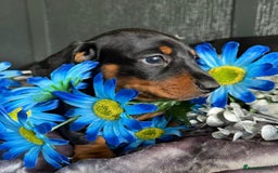 Dachshund dogs for sale: KC registration dachshund  - Image 4