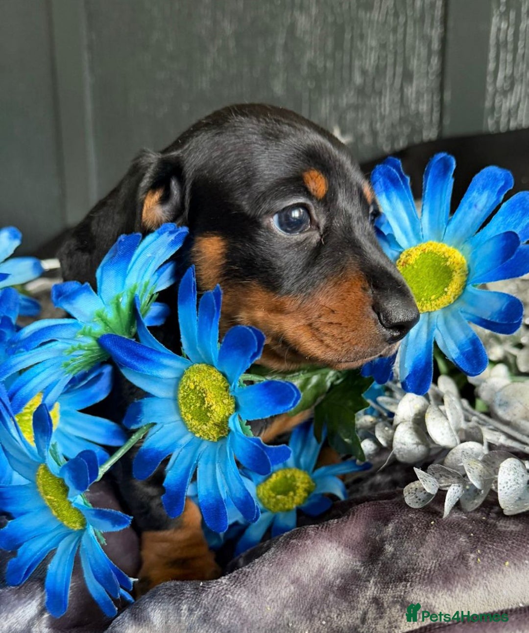 Dachshund dogs for sale: KC registration dachshund  - Image 4