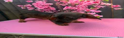 Dachshund dogs for sale: 2 tekles for sale brother and sister £1100 ONO - Advert 6