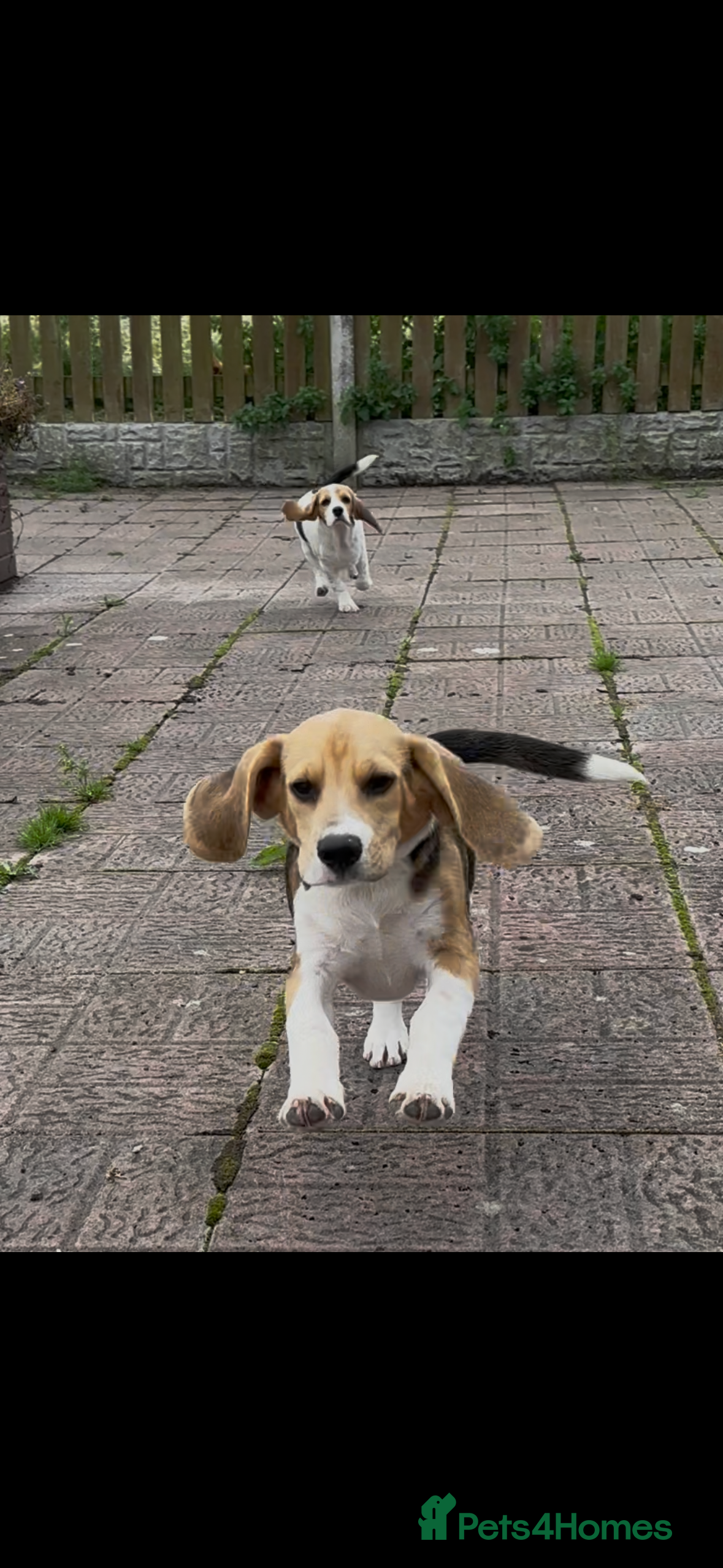 Beagle dogs for sale: Beautiful beagle puppies for sale  - Advert 2