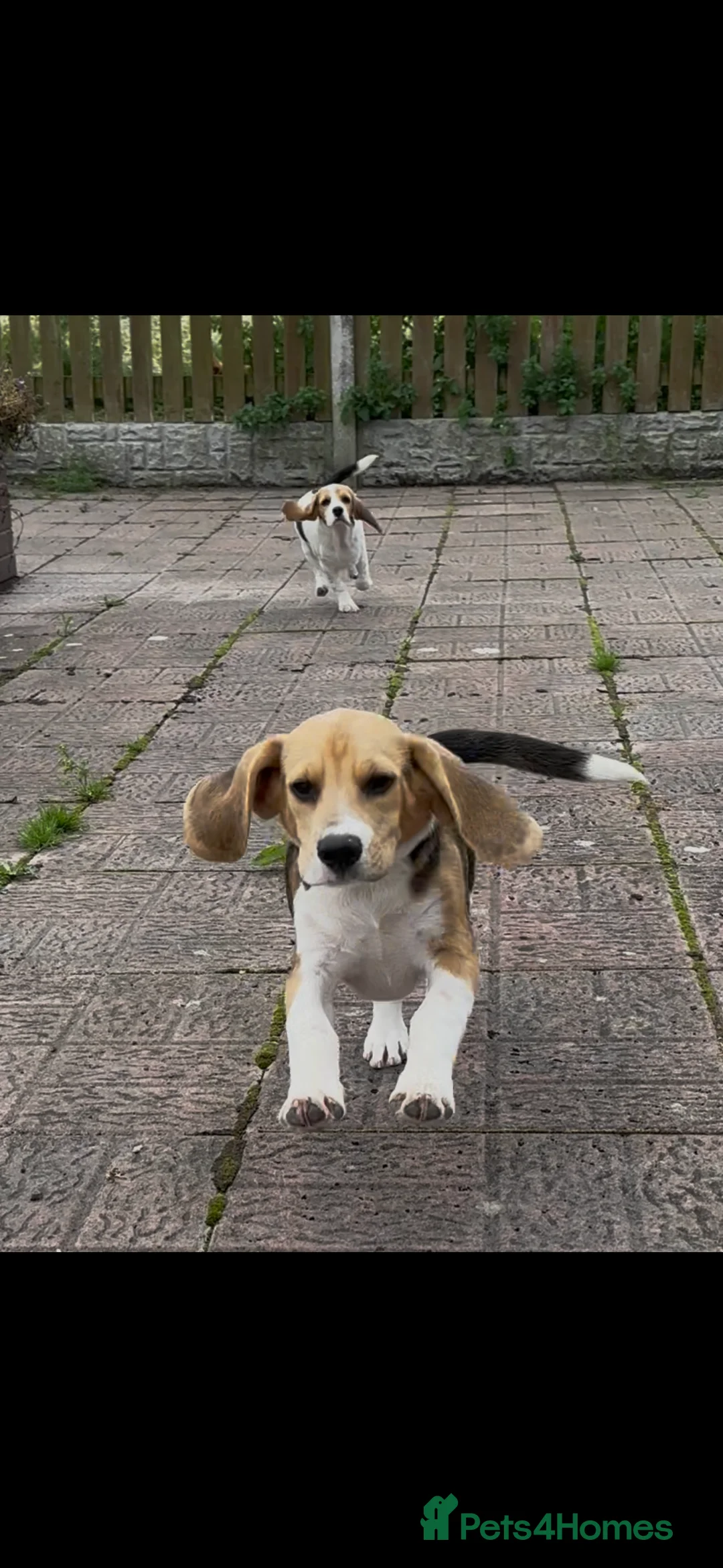 Beagle dogs for sale: Beautiful beagle puppies for sale  - Advert 1