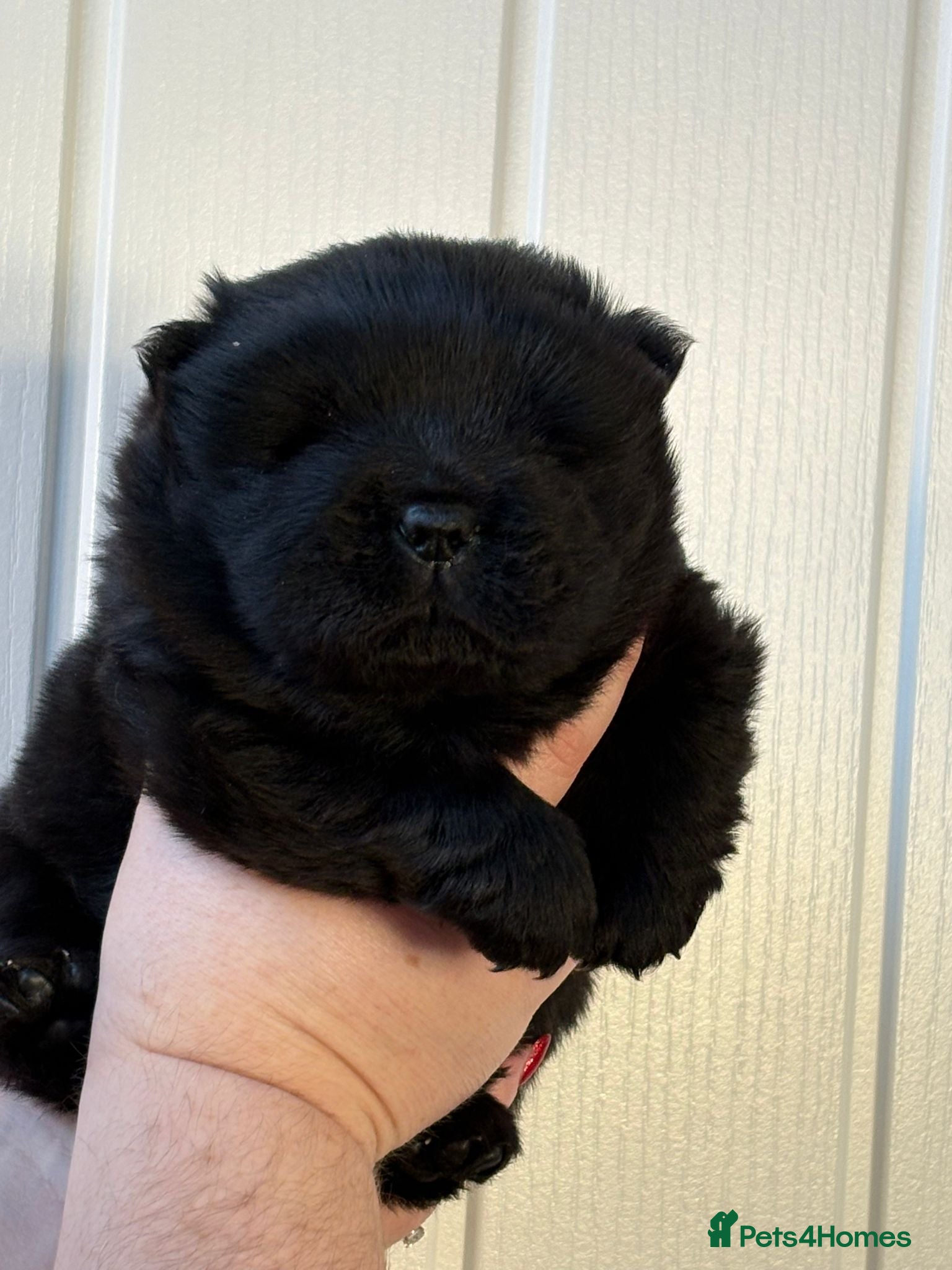 Chow Chow dogs Stunning KC Black Chow Chow Puppy - Advert 3