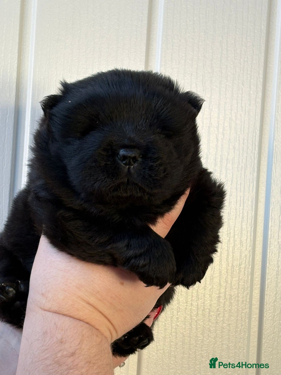 Chow Chow dogs for sale: Stunning KC Black Chow Chow Puppy - Advert 1