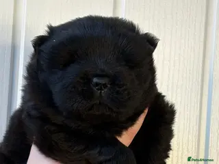 Chow Chow dogs Stunning KC Black Chow Chow Puppy - Advert 5
