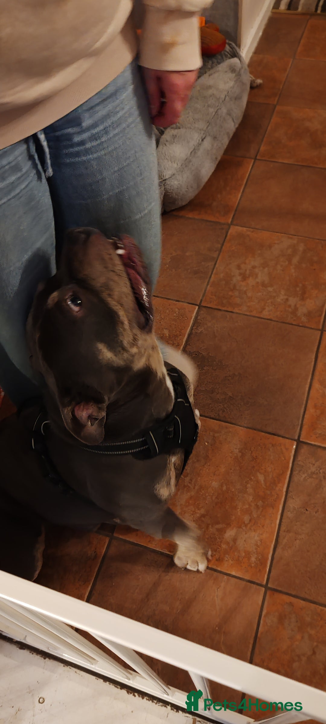 Mixed Breed dogs for sale: Male pocket bully.  - Advert 7