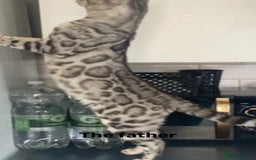 Bengal cats for sale: Stunning Silver & Charcoal Bengal Boys & Girls! - Image 23