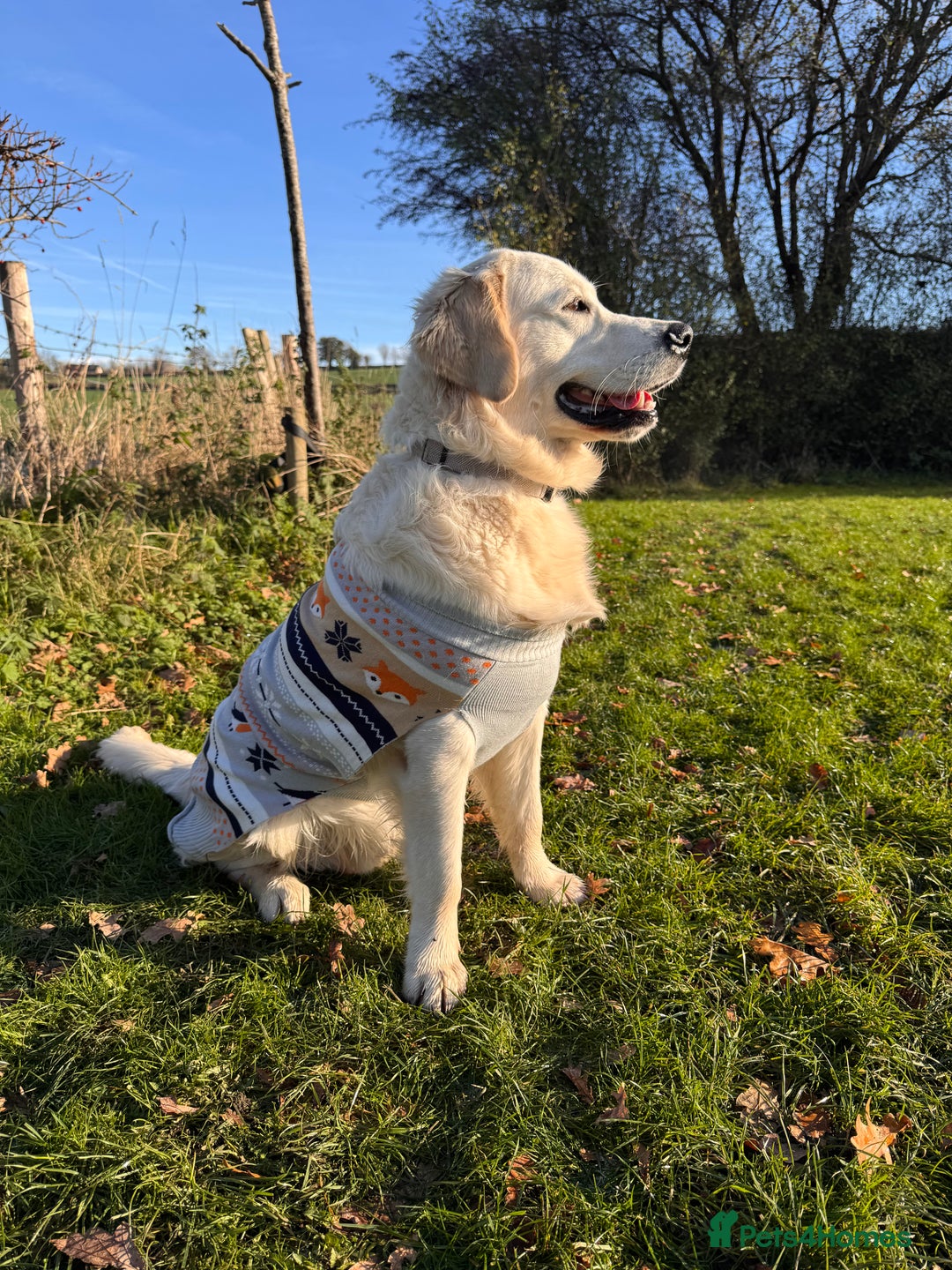 Golden Retriever dogs for stud: Bear -Now available for stud  - Advert 7