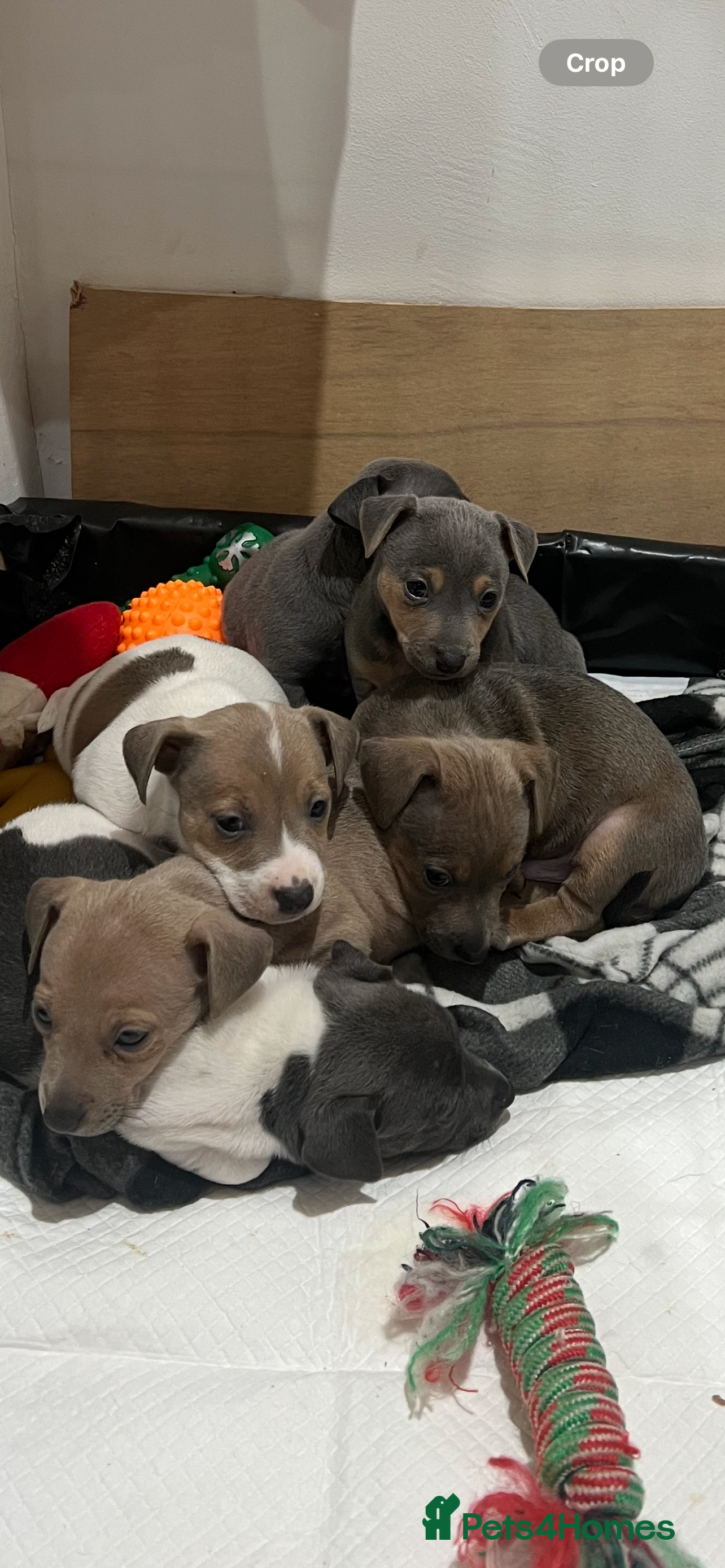 Jack Russell dogs BLUE'S & Lilac's & Tan - Advert 2