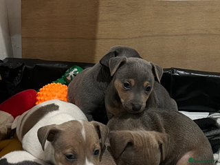 Jack Russell dogs BLUE'S & Lilac's & Tan - Advert 1