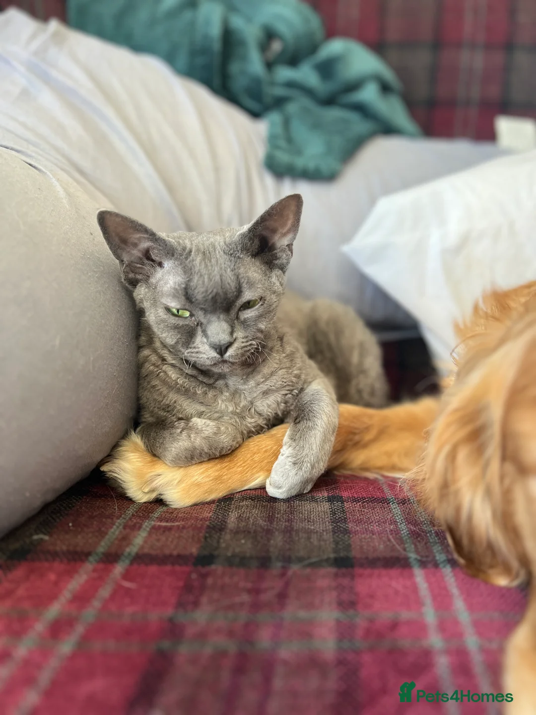 Ragdoll cats for sale: Must go together - 2 best friend female cats - Advert 8